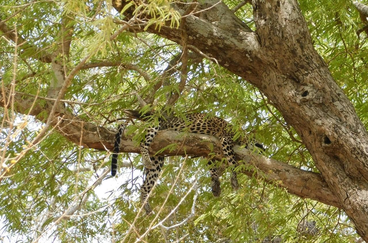Galapita Eco Lodge Buttala Экстерьер фото