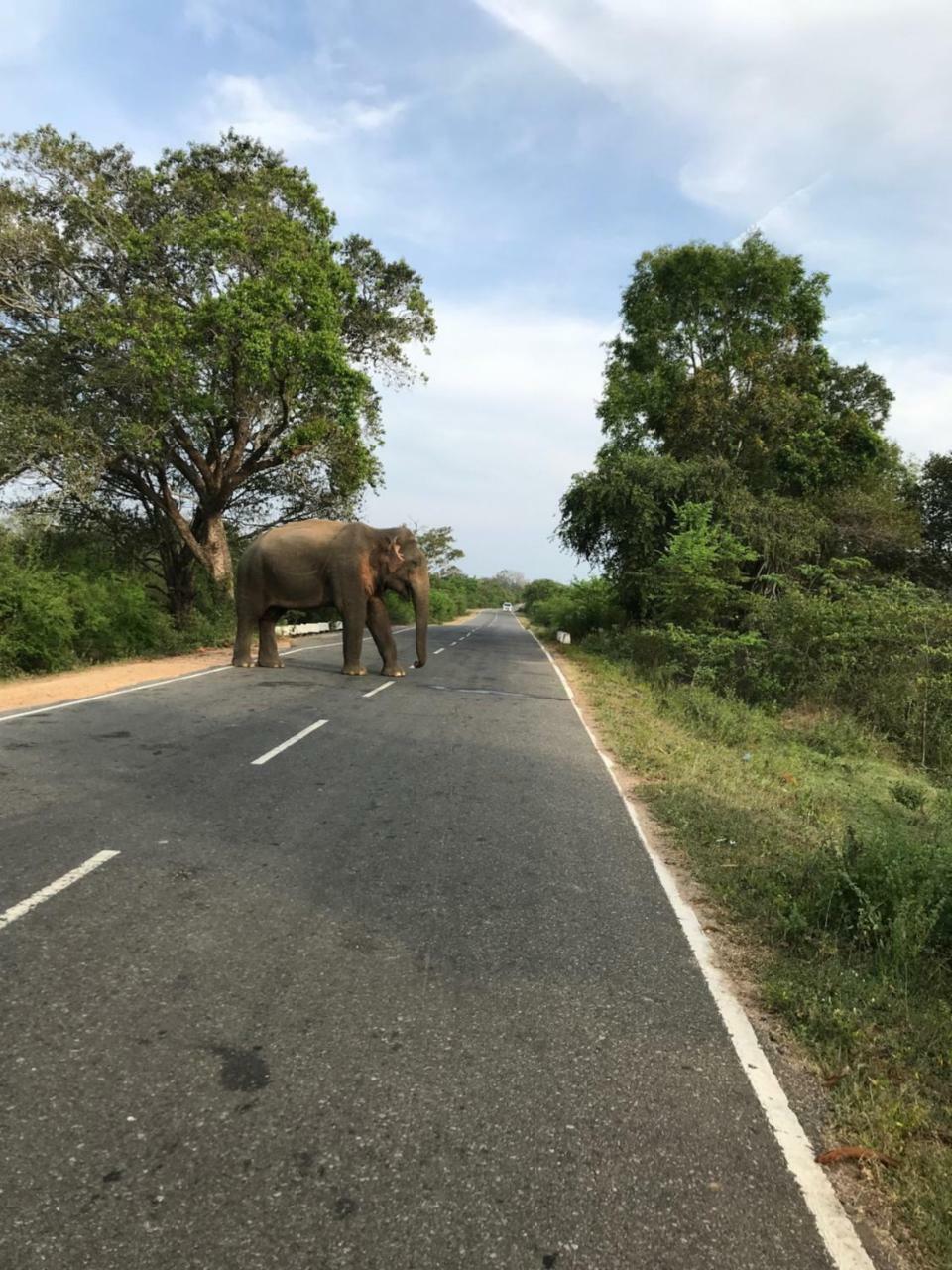 Galapita Eco Lodge Buttala Экстерьер фото