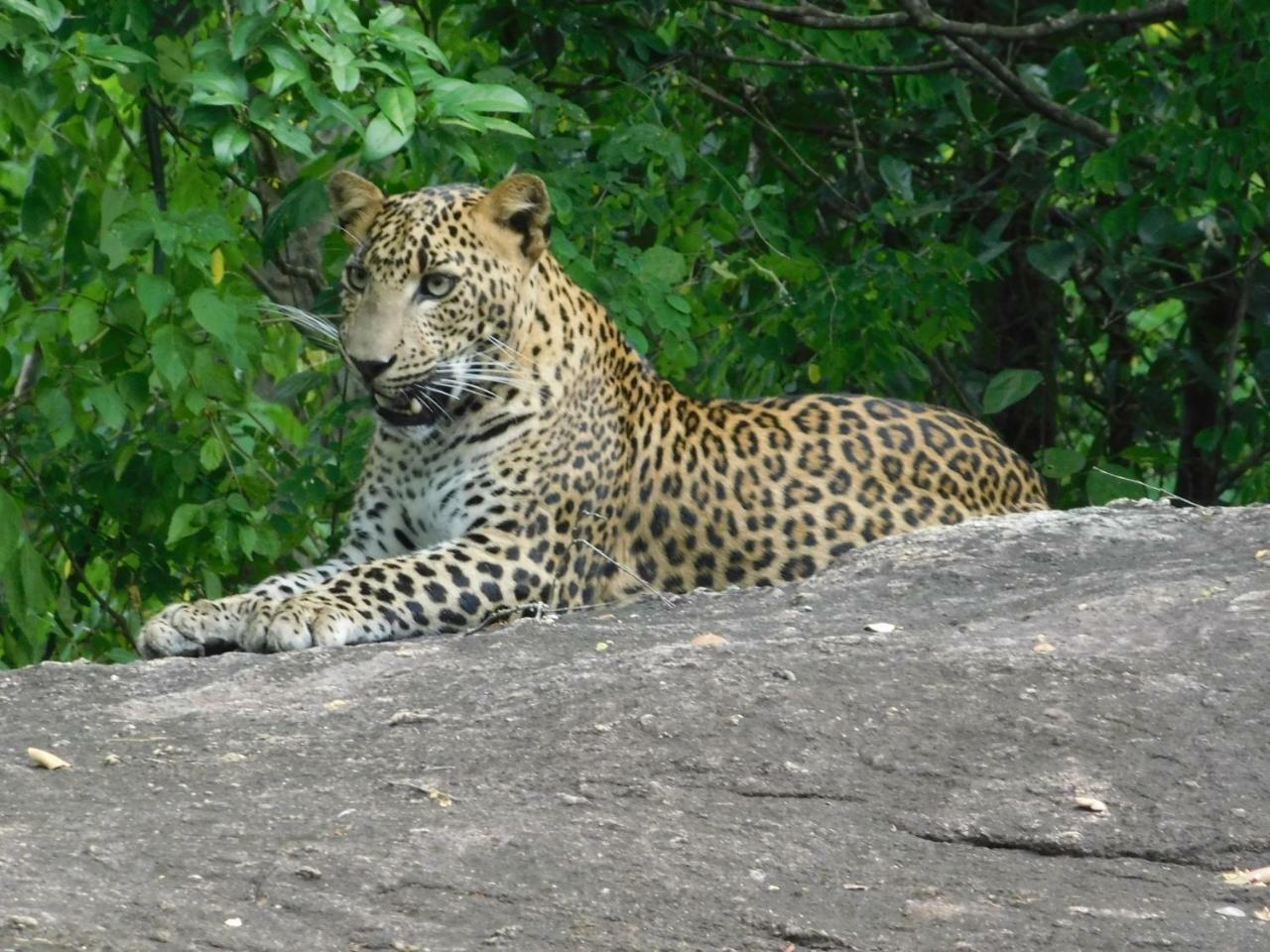 Galapita Eco Lodge Buttala Экстерьер фото
